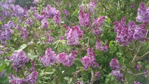 Lilacs in Machias Maine